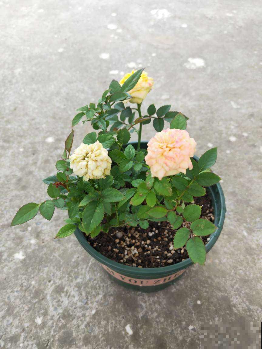 一夜入秋冷得要命，家里的花咋养才能平安？学会这招就行！