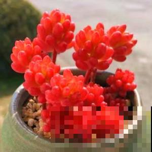 冬天养点火辣辣的多肉，好看又喜庆，真是红炸了！