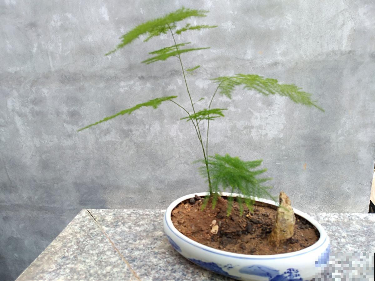 多喷少浇，文竹叶子嗖嗖窜，挡也挡不住！