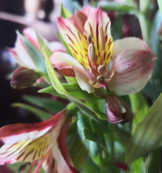 这几种花一养就是十多年，随便养都养不死，浇点水就蹭蹭长！