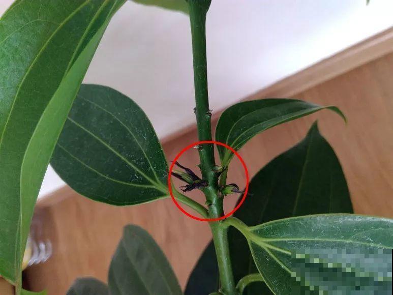 这花就得穷养，花盆越小长得旺，一年到头叶子绿油油！