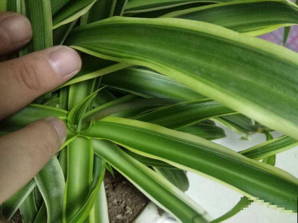 下雨天把吊兰搬进屋，控制好浇水量，开花嗖嗖嗖