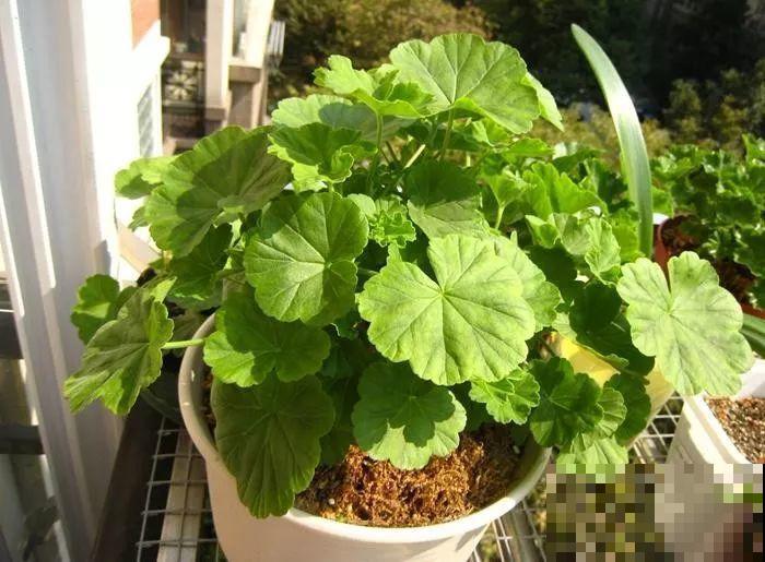 9月给天竺葵剪个短发，过冬前就能窜叶子，明年春天开成大花球！