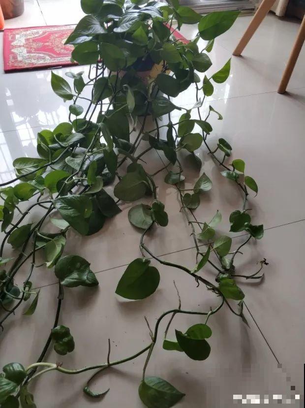 花上长出这种根，别着急剪，有了它花越长越旺盛！