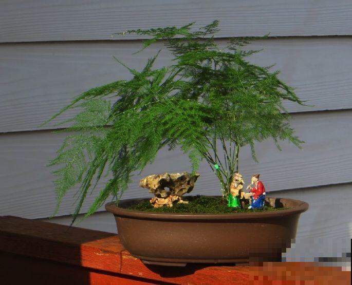 这8种花，趁着秋天赶紧分株，明年光买盆就够了！
