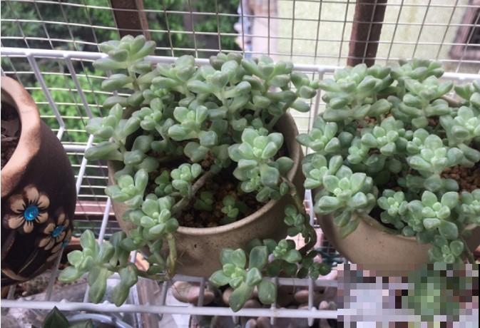 3种大型植物真好扦插，简单扦插，以后这些都不用花钱买！