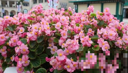 见过花期久的，没见过这么久的，猛开10个月不凋谢的花你养过吗？