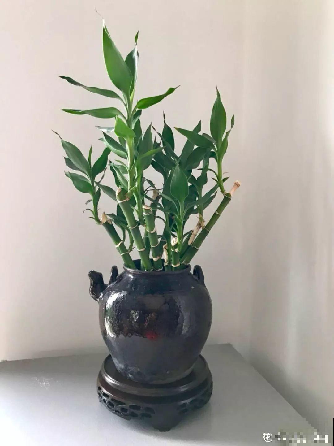 这花寓意极好，十块钱一捆，插水里就能活！
