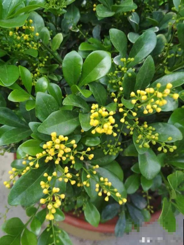 花香堪比香水，邻居大妈都追着问，眼馋极了