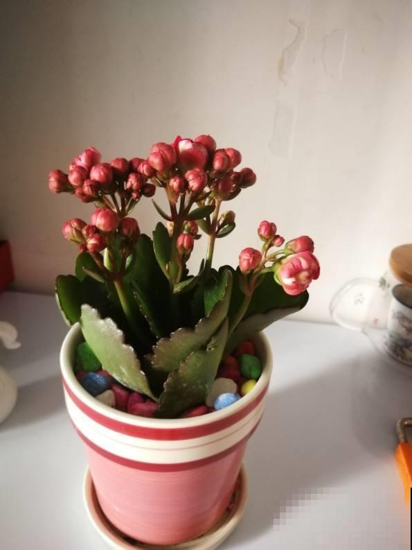你家长寿花不开花也不长叶？就是这几点没做好，赶紧来学！