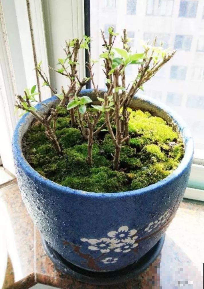 这花就得穷养，塞进小盆，少浇水，越长越旺