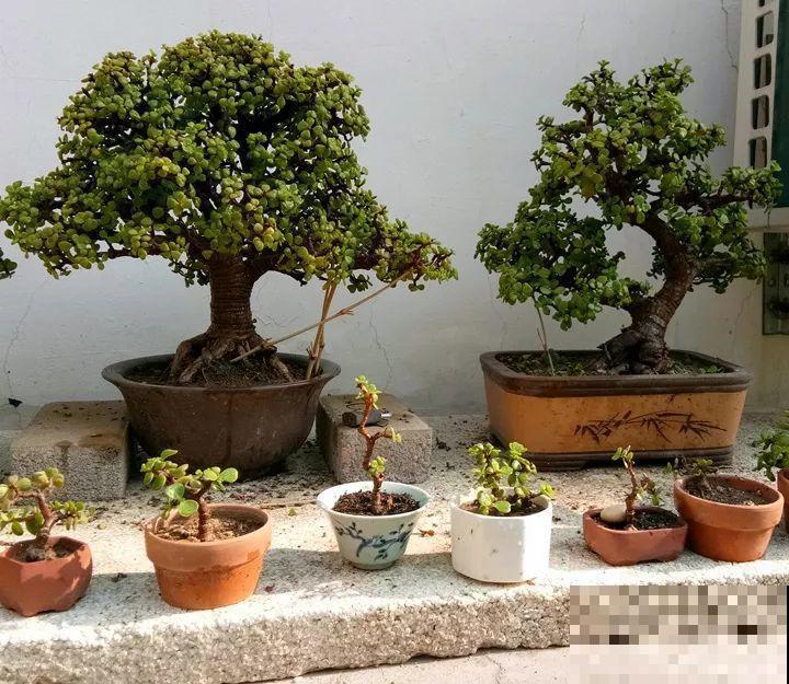 金枝玉叶换换土，比施肥都管用，瘦弱的嫩枝照样养成老桩！