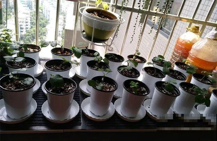 最难扦插的花，蘸点它插土里，20天白根蹭蹭冒！