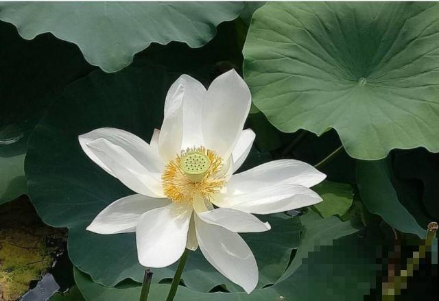秋天公园里面常见的花，看一眼就爱上，不如自己在家养一盆！