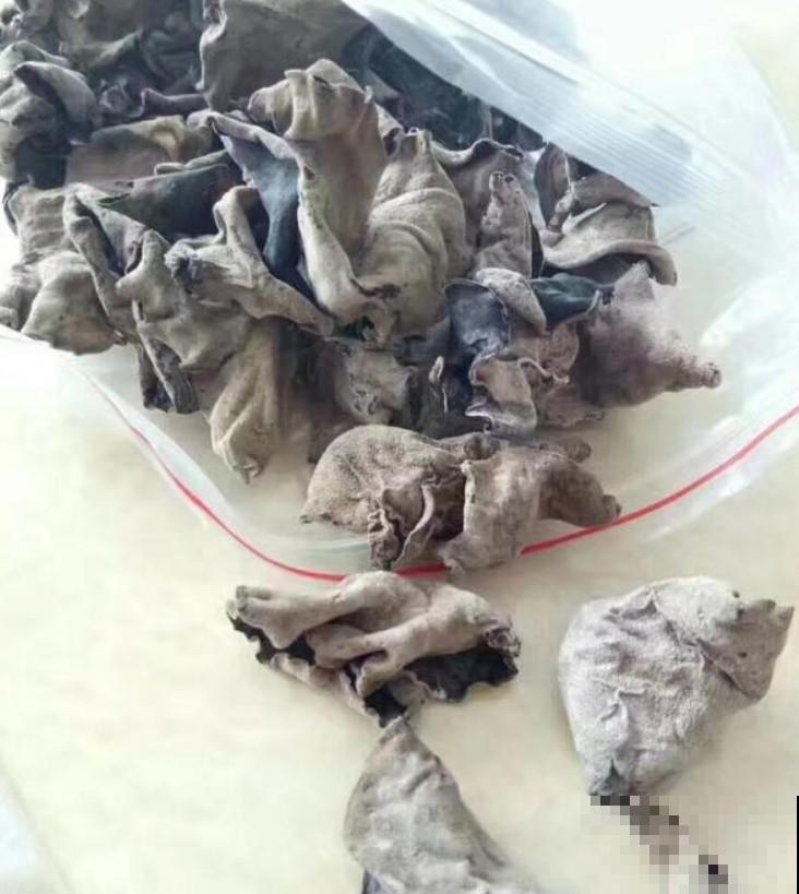 木耳生长的地方真神奇，一个木墩能结百十个！