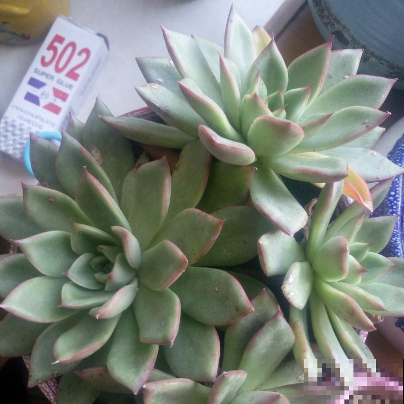 家里的这些花浇水要正确，你是否在家这样浇？难怪花会活不下去！