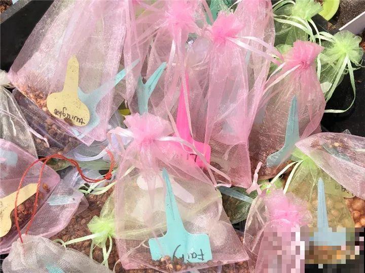 防盗窗上养这花，1个月开成花海，邻居都看花眼！