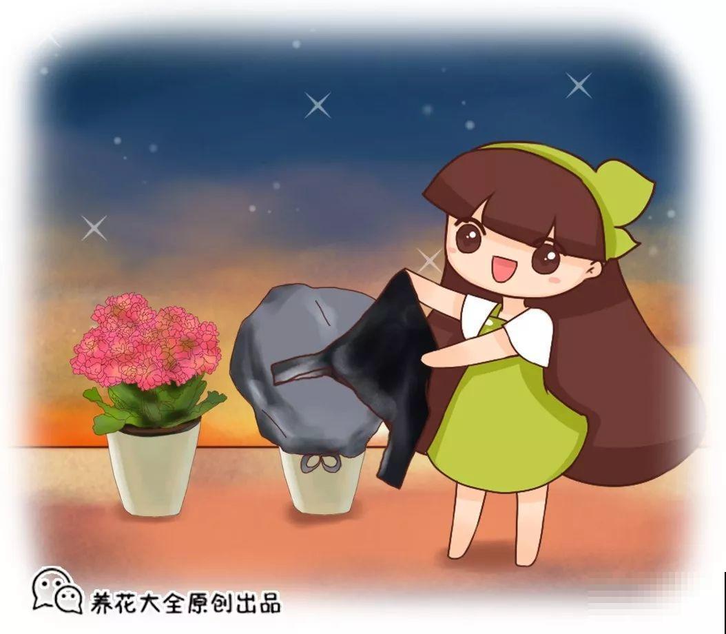 长寿专门的催花小技巧，套个塑料袋，不用一月就窜花苞！