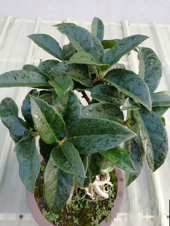 九月桂花飘香，阳台养盆，花一开满屋飘香！