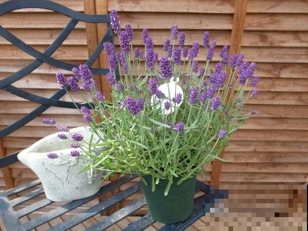 你种过薰衣草吗？几根枝条就能插出紫色花海，芳香又助眠！