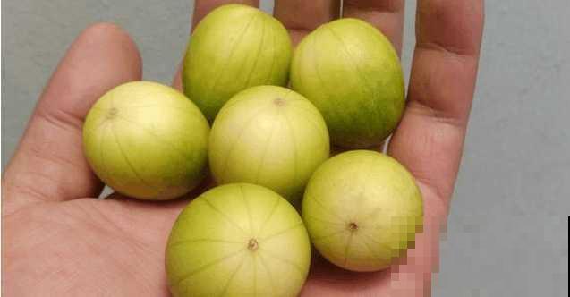 野生的马泡瓜，小孩都拿它当玩具，采摘的时候要注意！