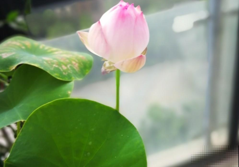 在家就能种碗莲，省时省力，年年开花！