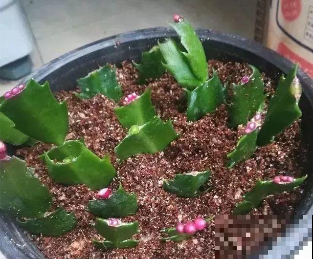扦插正是好时候，1盆变10盆，还能分给邻居！