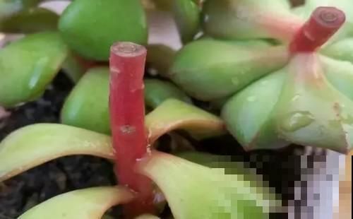 秋丽和冬美人嫁接，两个月就能活，养多肉就要玩出新鲜花样！