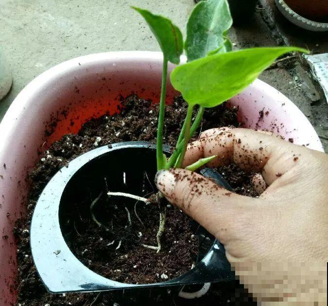 这8种花，趁着秋天赶紧分株，明年光买盆就够了！