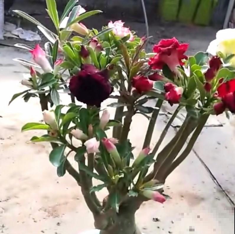这花肚子大，在非洲都是不被待见的，在我们这开花了就是个宝！