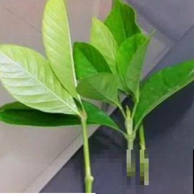 终于等到了扦插季，这两种花赶紧动手，明年不用买花了！