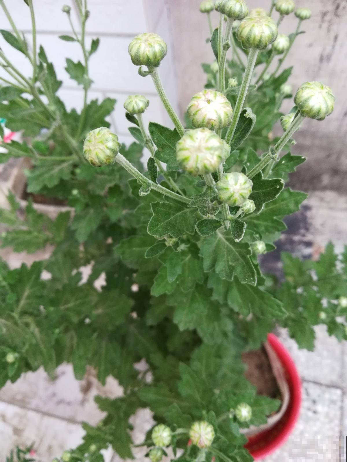 菊花怎么才能多多开花？用上这几招菊开满园，邻居都来偷师！