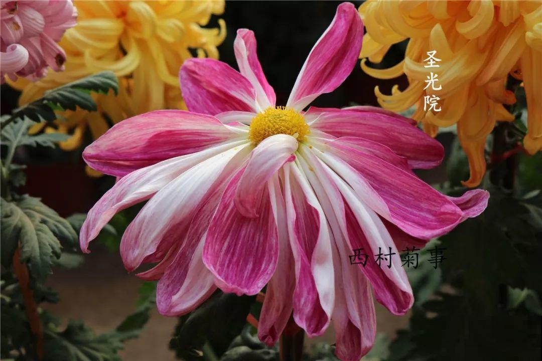 秋天啥花都可以不养，唯独这1种，100盆都不嫌多！