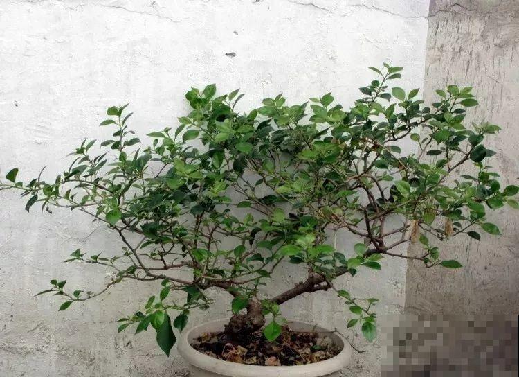 这花就得贱养，摘光叶子，少浇水，开花才会多！