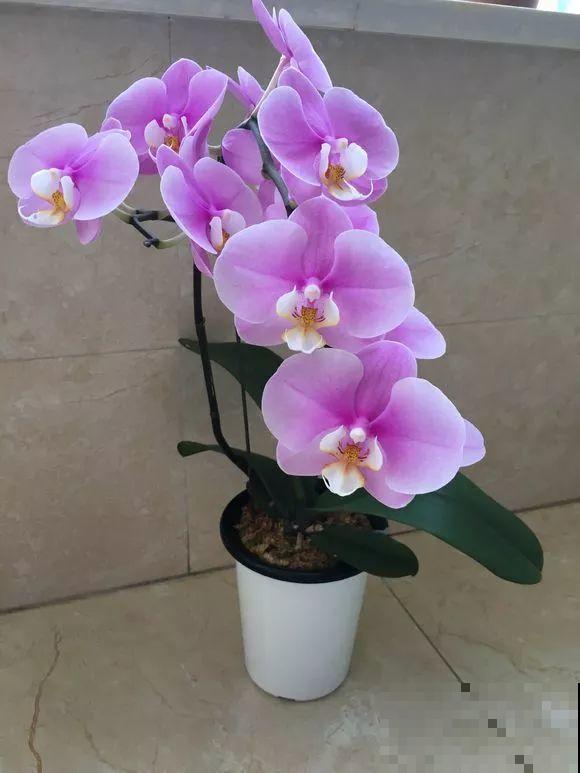 这花比绿萝还好养，摆客厅，名贵又有范儿