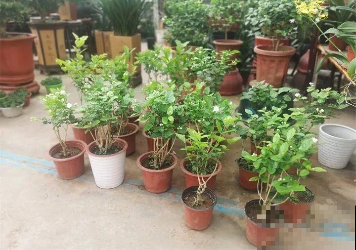 假期逛花市，5毛钱的花都有，30块塞满后备箱！