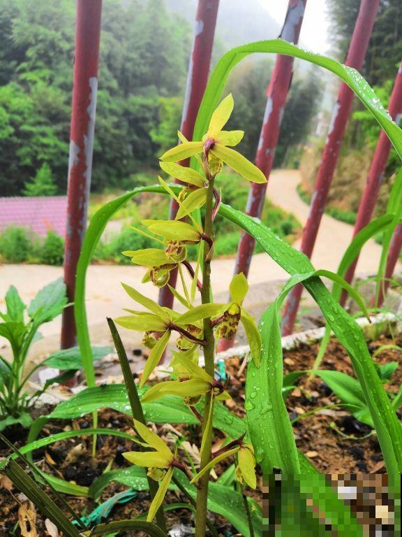 这几种长相逆天的植物，也属于兰花家族，开花挺漂亮