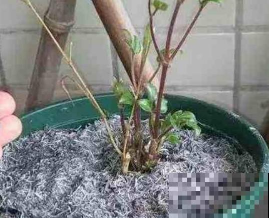 这种东西只在农村出现，不仅能防虫，还能当肥料，一用吓一跳