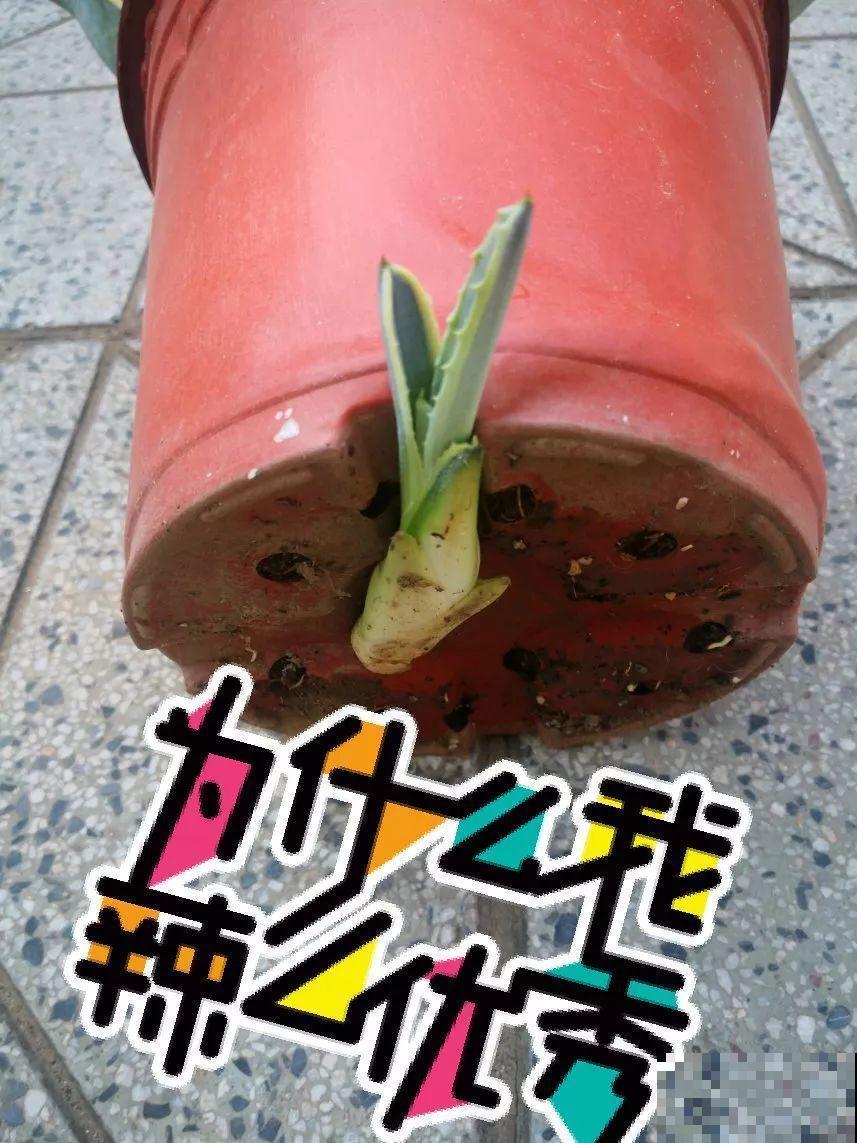 秋天爱疯长的花，剪1刀、喂点肥，新芽立马撑爆盆！