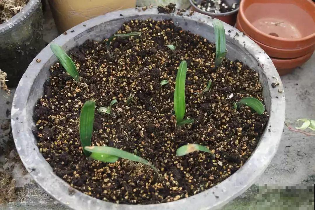 这8种花，趁着秋天赶紧分株，明年光买盆就够了！