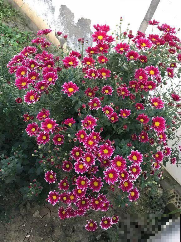 9月，这6种菊花最受欢迎，开花又密又多，摆哪里都是花园！