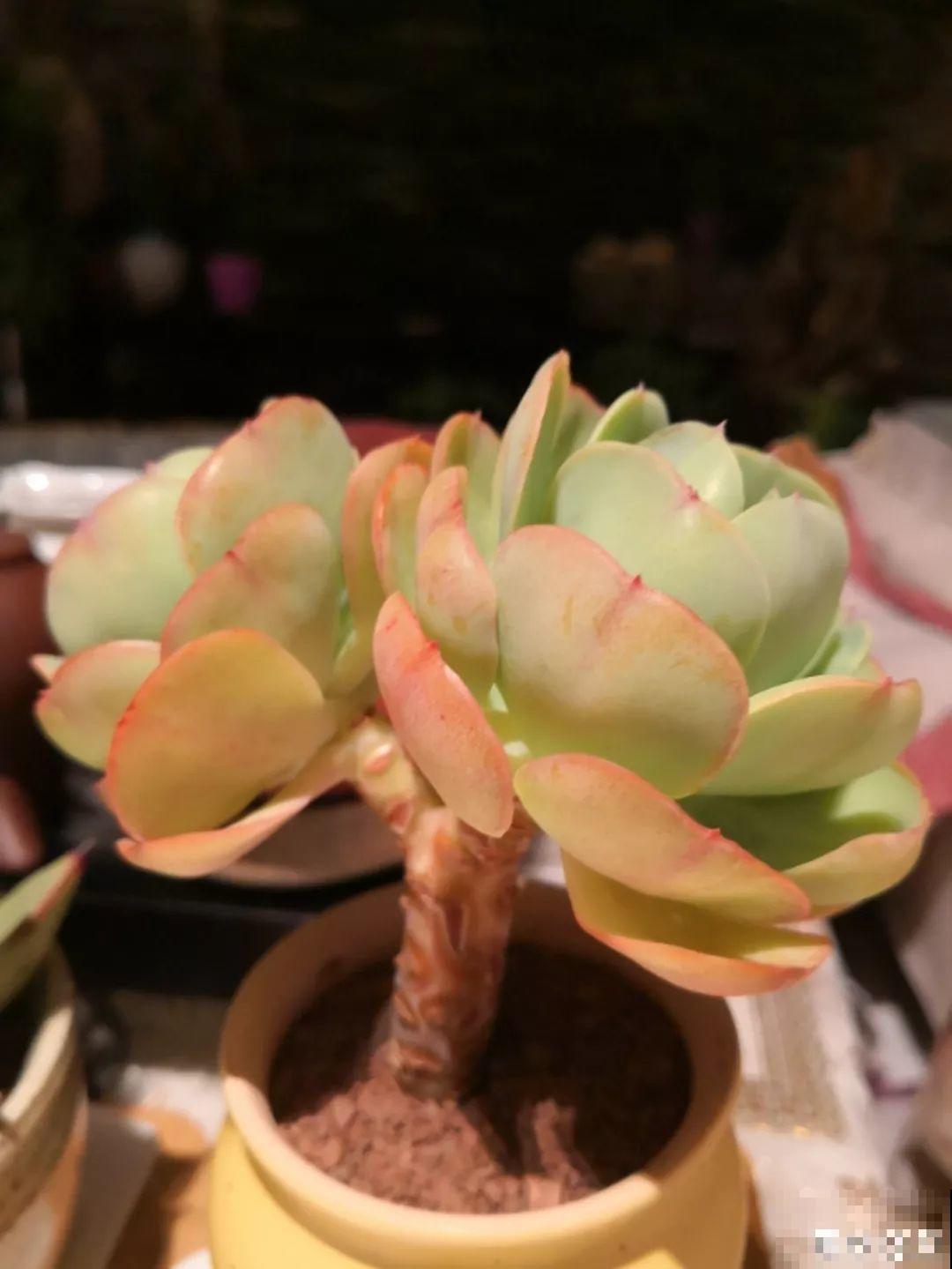 适合秋天养的10种多肉，抗冻又好养，太阳一晒红彤彤！