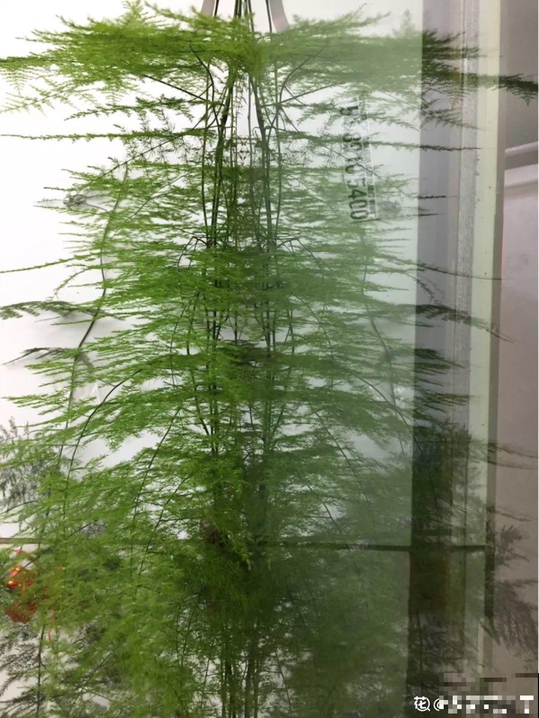 绿萝文竹太好养，用绳子一绑，1个月窜成电视墙！