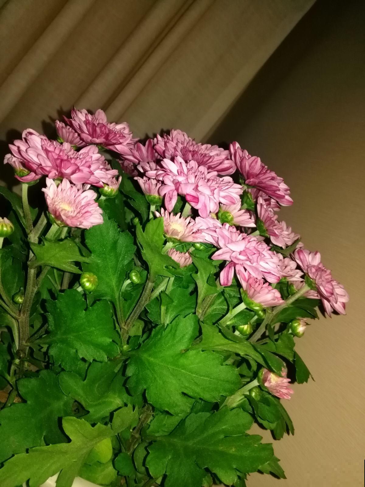 秋天养菊花？按照这几个方法养，花期延长一点都不难！