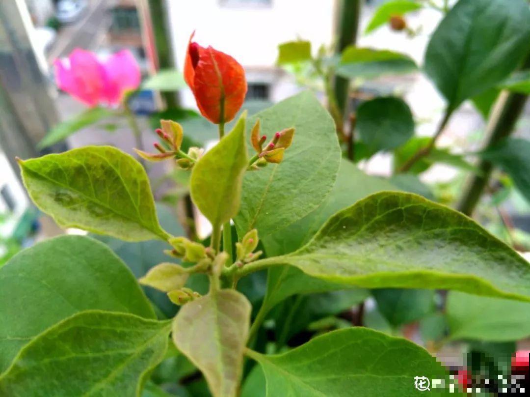 三角梅的养护要点，3招教你促开花，秋天霸占整个阳台！