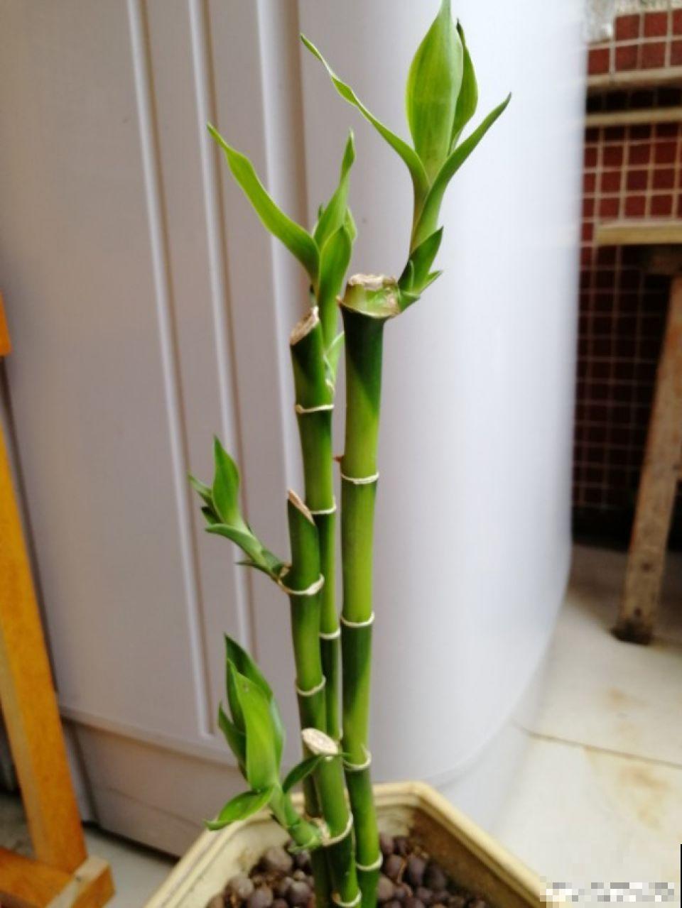 这7种花，耐阴不抗晒，放错位置不用一周叶子就枯了！