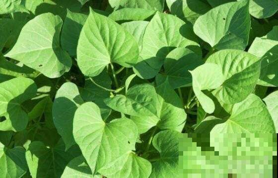 除了啤酒和淘米水，这些东西也可以用来浇花，方便极了！