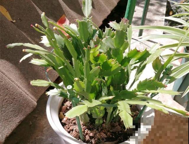 扦插正是好时候，1盆变10盆，还能分给邻居！