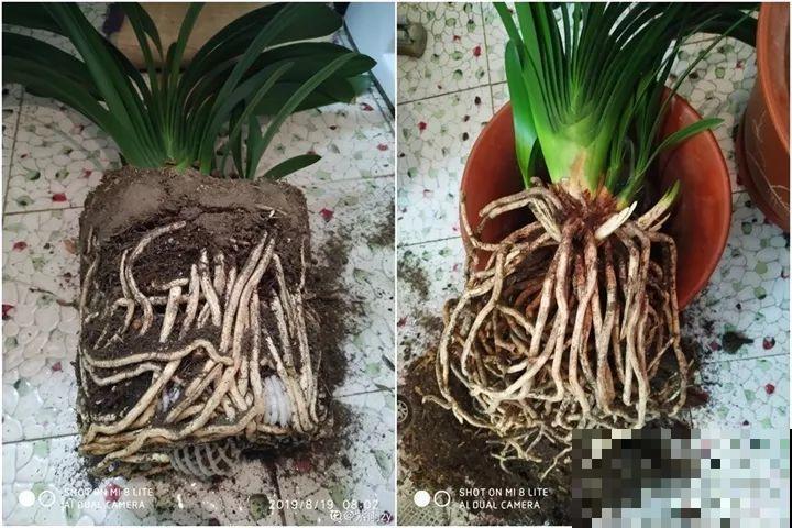 秋天给花铲一锹，一盆变五盆，根本不用扦插！