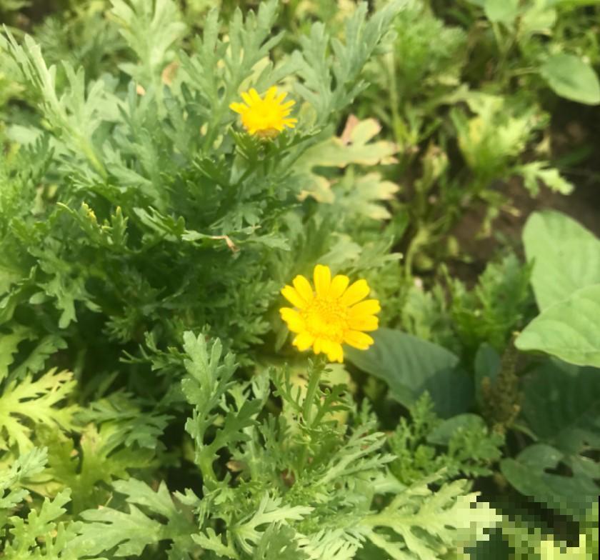 最适合在秋天栽种的蔬菜，菜园子多用点，吃啥以后都不用愁！